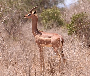 Gerenuk Männchen, Tsavo Ost National Park