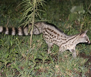 Ginsterkatze /genet cat