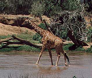 Giraffa reticulatis, Netzgiraffe im Samburu Reservat