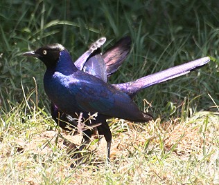 Schweifglanzstar, Lamprotornis purpuropterus, Rüppell´s Long-Tailed Starling