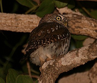 Perl-Sperlingskauz (Glaucidium perlatum)Pearl-Spotted Owlet