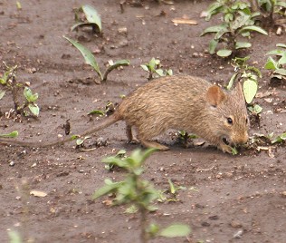 Gras oder Kusus Ratte, Tansania