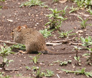 Gras oder Kusus Ratte, Tansania