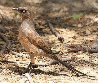 Grauglanzstar, Cosmopsarus unicolor, Ashy Starling