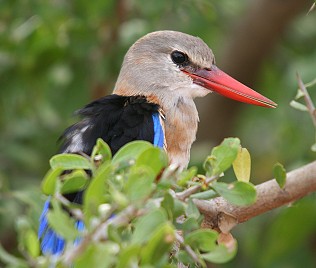 Graukopfliest oder Graukopf Kingfisher, Grey-headed Kingfisher, Halcyon leucocephala