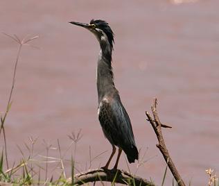 Graurueckendommel, Ixobrychus sturmii