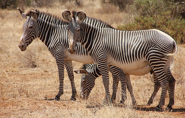 Grevyzebra, Equus grevyi, Grevy Zebra