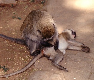 Grüne Meerkatze mit Jungem, Samburu Reservat