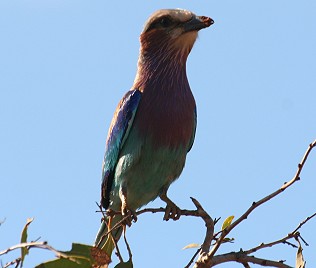 Grünscheitel- o. Gabelracke, Coracias caudata, Tsavo Ost, Lilac-Brested Roller