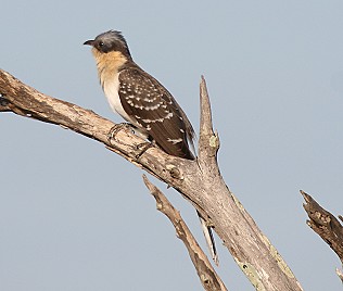 Häherkuckuck, Clamator glandarius