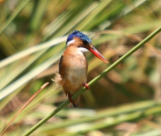 Haubenzwergfischer, Malachite Kingfisher, Alcedo cristata