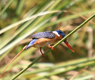 Haubenzwergfischer, Malachite Kingfisher, Alcedo cristata