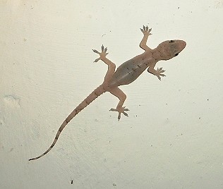 Hemidactylus mabouia,Tropicher Hausgecko
