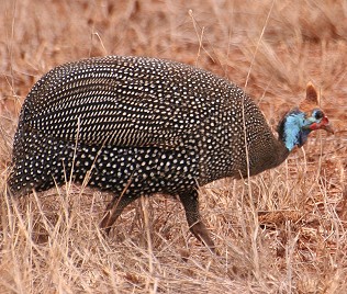 Helmperlhun, Numida meleagris reichenowi, Helmeted Guineafowl