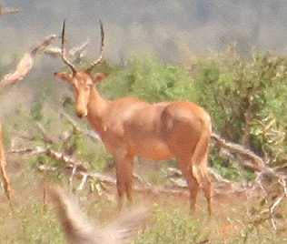 Hirola, Tsavo Ost