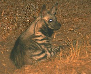 Gestreifte Hyäne, Hyaena hyaena, Striped Hyaena