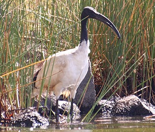 Heiliger Ibis, Momela See, Tansania