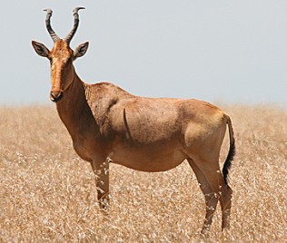 Jackson Kuhantilope,Lewlel, Alcelaphus b. lelwel, Jackson Hartebeest, lewlel