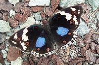 Junonia oenone