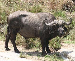 Kaffernbueffel, Syncerus caffer caffer