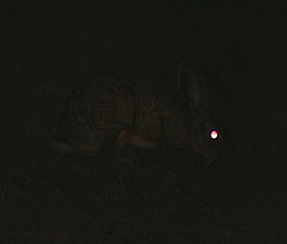 lepus capensis, kaphase