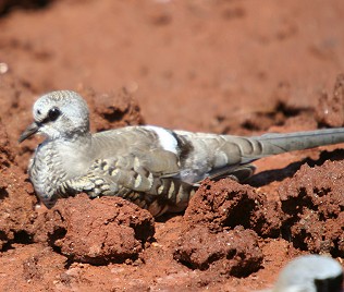 Kaptäubchen Henne, Tsavo Ost National Park