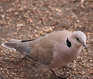 Gurrtaube, Streptopelia capicola somalica