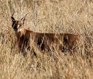 Karacal, Caracal caracal, Felis caracal