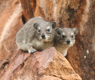 Buschschliefer, Heterohyrax  brucei, Yellow-spotted Bush Hyrax