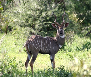 Kleiner Kudu, Tsavo Ost National Park