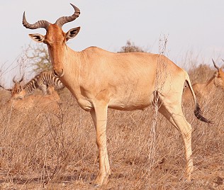 Cokes`Kongoni, Kuhantilope, Alcelaphus buse- laphus cokii, Nairobi National Park