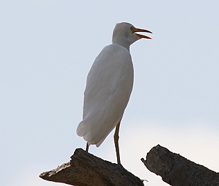 Kuhreiher, Cattle Egret, Bubulcus ibis, Tsavo Ost National Park