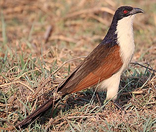 Kupferschwanzkuckuck, Centtropus cupreicaudus