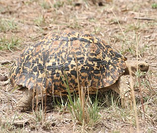 Leopardschildkröte in der Masai Mara