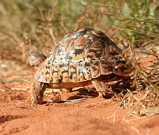 Leopardschildkröte in Tansania, Nähe Lake Manyara