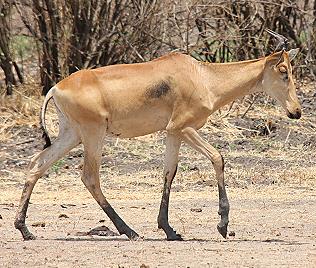 Lichtenstein Kuhantilope, Alcelaphus lichtensteinii, Lichtenstein´s Hartebeest, Selous