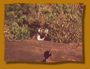 Hyäne beobachtet Beute, Masai Mara