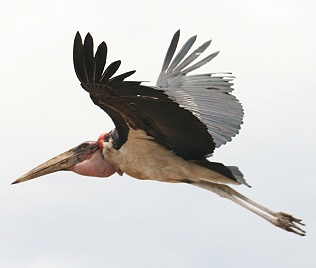 Marabu im Flug