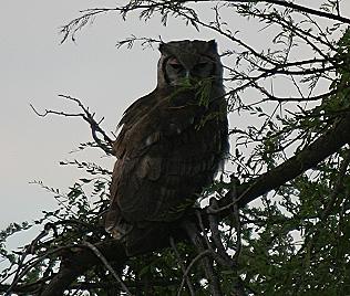 Milch- oder Blasshuhu, Bubo lacteus