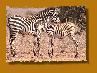 Zebra mit Fohlen, Nairobi National Park