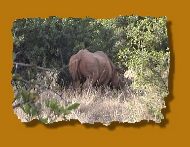 Spitzmaulnashorn im Nairobi National Park