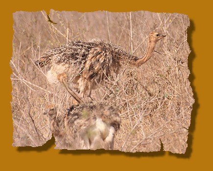 Straussenküken, Nairobi National Park