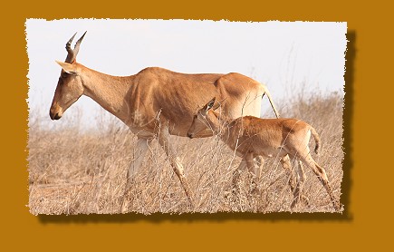 Kuhantilope mit Jungtier, Nairobi National Park