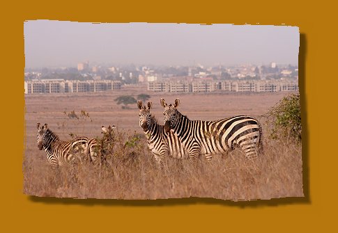 Zebras vor Skyline von Nairobi, Nairobi National Park