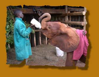 Elefanten Waisen bei Daphne Sheldrick