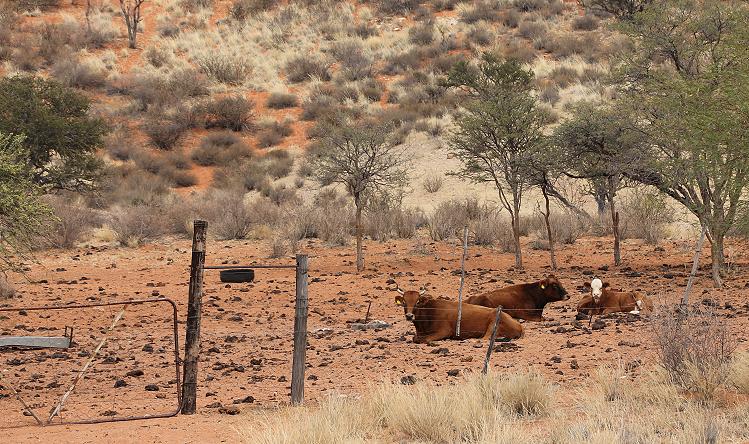 Unterwegs in der Kalahari