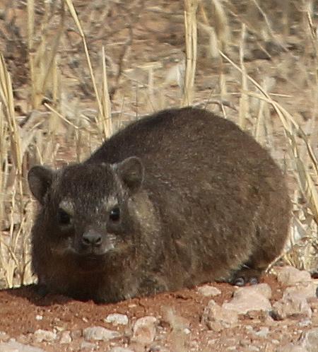 Klippschliefer oder Klippdachs (Procavia capensis)