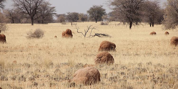 Termitenhügel Namibia