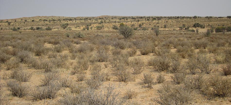 Kgalagadi Transfrontier Park