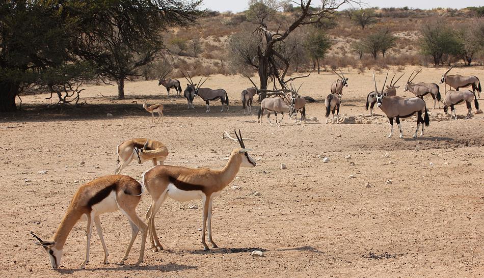 Kgalagadi Transfrontier Park